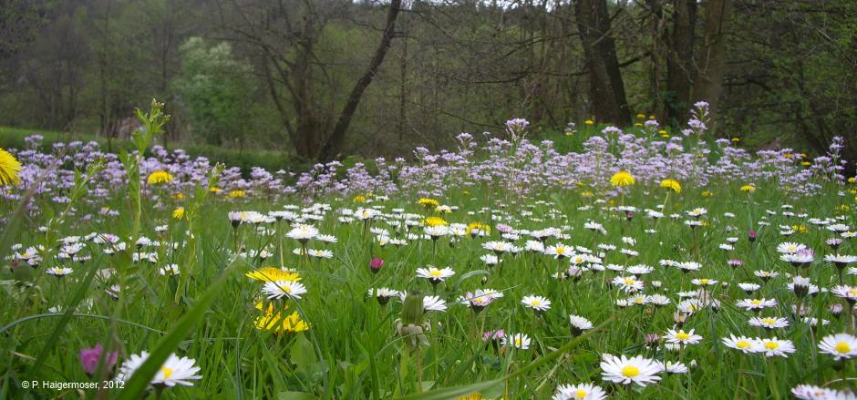 Blumenwiese Schwarze Laber