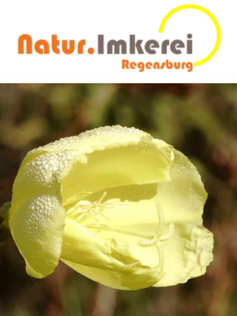 Natur.Imkerei Regensburg - Logo mit Bild.