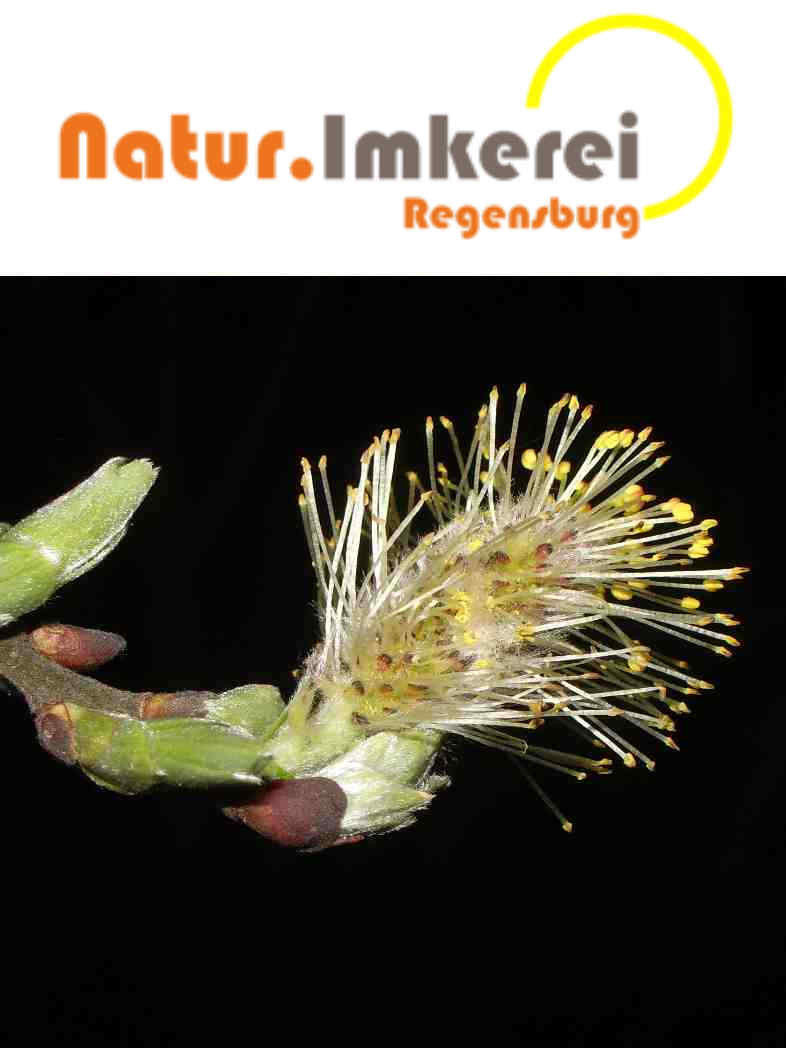 Natur.Imkerei Regensburg - Logo mit Bild
