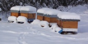 Bienen im Winter